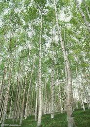 森林的圖片大全,自然奇觀與生態(tài)寶庫(kù)的視覺(jué)盛宴